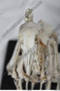 Photo Textures of Hen Skeleton